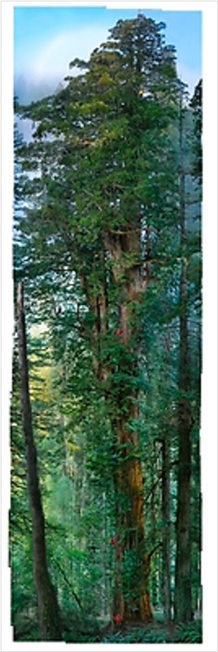 Oversized Giant Redwood > National Geographic Art Store - Redwood National And State Parks (1000x1000), Png Download