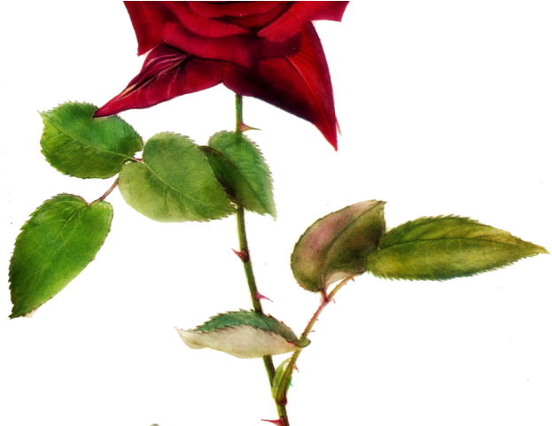 Vines Clipart Pink Rose - Roses With Thorns (640x480), Png Download