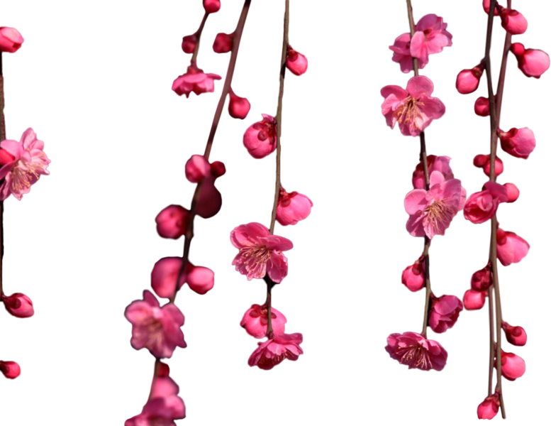 Share This Image - Hanging Cherry Blossom (777x600), Png Download