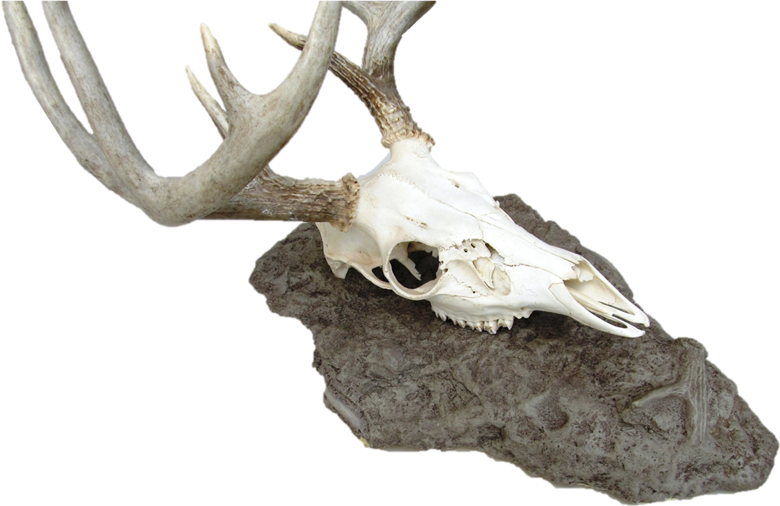 Skull (1200x740), Png Download