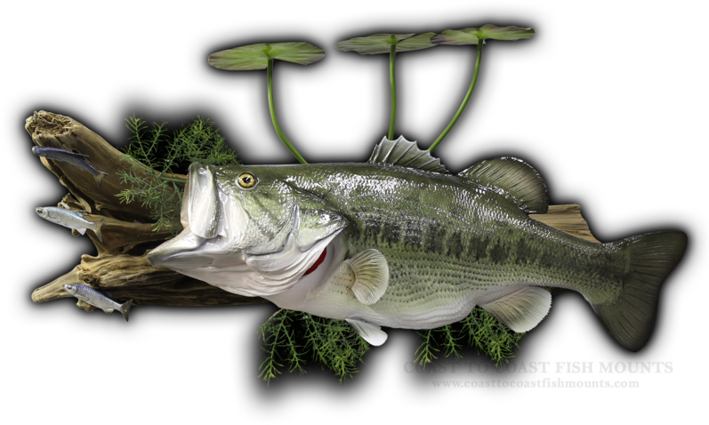 27\ - Sea Bass (800x485), Png Download
