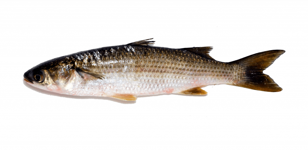 Thin-lipped Grey Mullet - Touladi (1024x500), Png Download