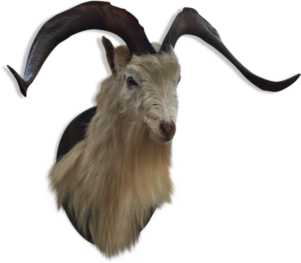 Tete De Bouc (1457x1457), Png Download