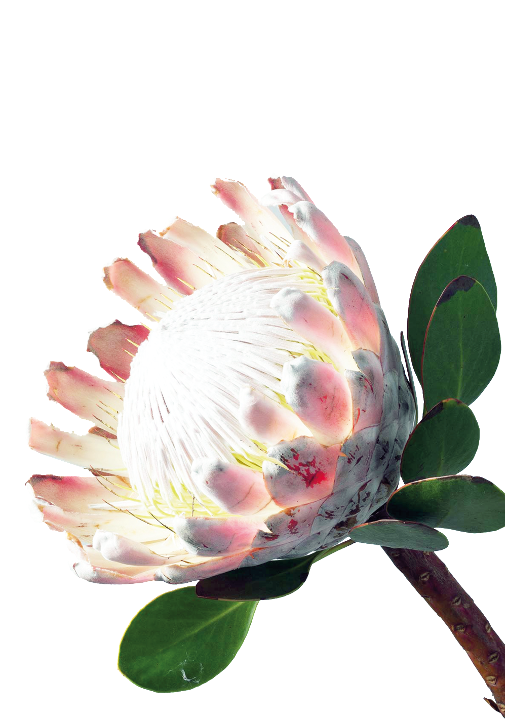 Charming Flower Cartoon Transparent - Banksia (1024x1536), Png Download