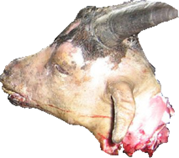 Goat Head - Boar (600x532), Png Download
