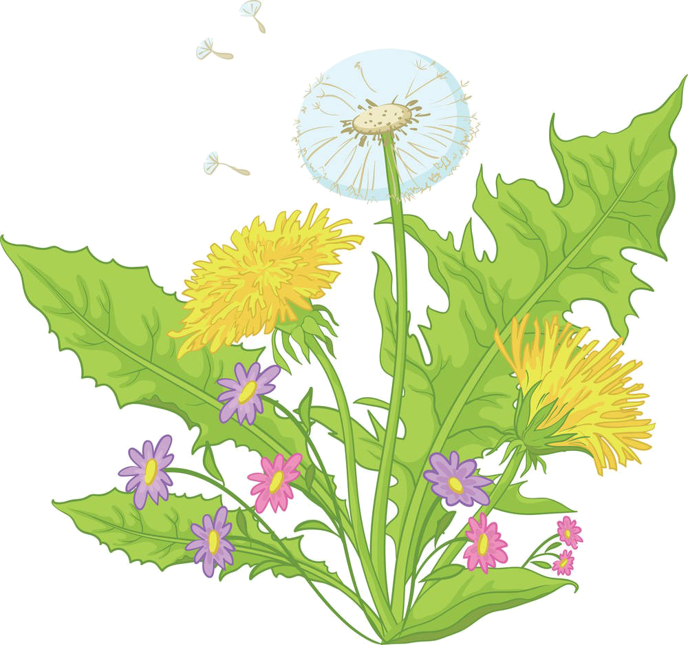 1000 X 937 4 - Cartoon Dandelions (1000x937), Png Download