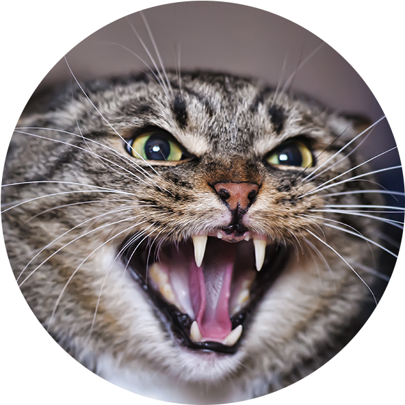 Angry Adult Tabby Cat - Cat Hissing Meme (612x622), Png Download