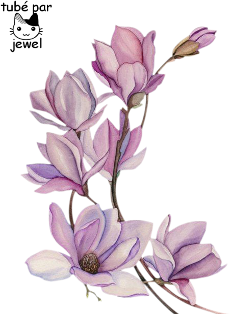 Tattoo Flower Watercolour Watercolor Flowers Painting - Flor De Magnolia Tatuaje (515x664), Png Download