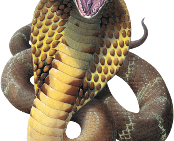 King Cobra Clipart Transparent - King Cobra Mouth Open (640x480), Png Download