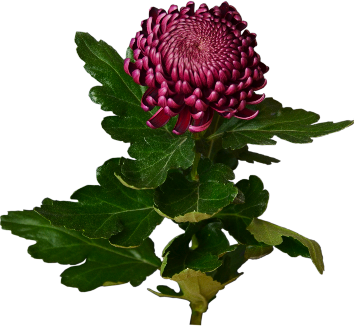 Burgundy Chrysanthemum Flower Shop Studio Flores - Burgundy Chrysanthemum (1500x1430), Png Download