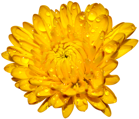 Chrysanthemum, Many Wings, Yellow - English Marigold (960x526), Png Download