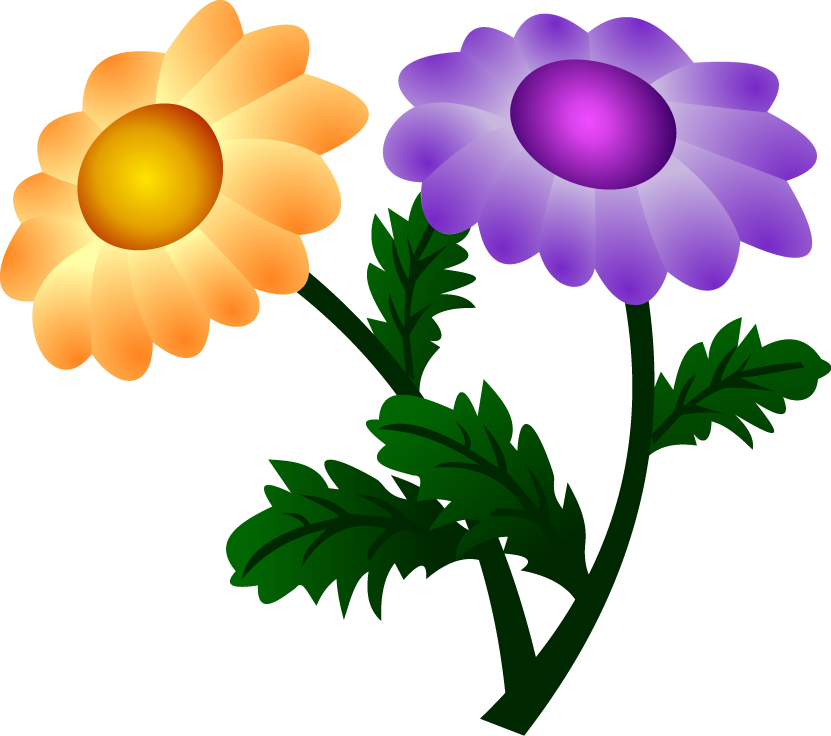 Vector Chrysanthemum - Flores Com Duas Cores (831x736), Png Download