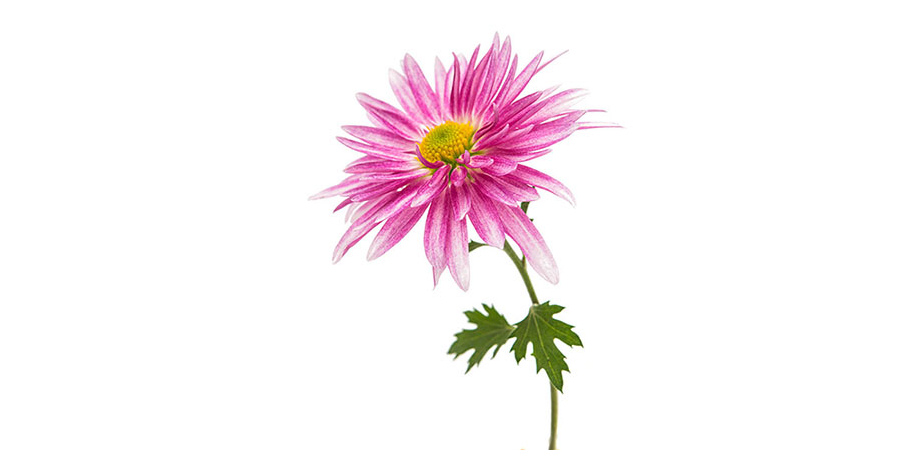 Chrysanths (980x720), Png Download