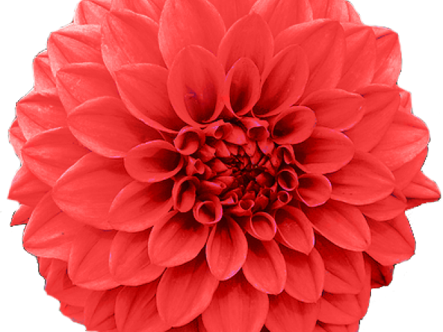 Chrysanthemum Clipart Transparent - Chrysanthemum November Birth Flower (640x480), Png Download