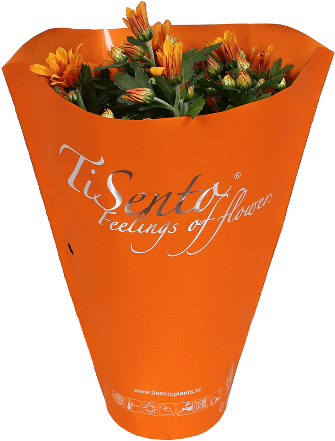 Tisento Never Fails To Surprise With Her Trendy Packaging - Tulip (800x1015), Png Download