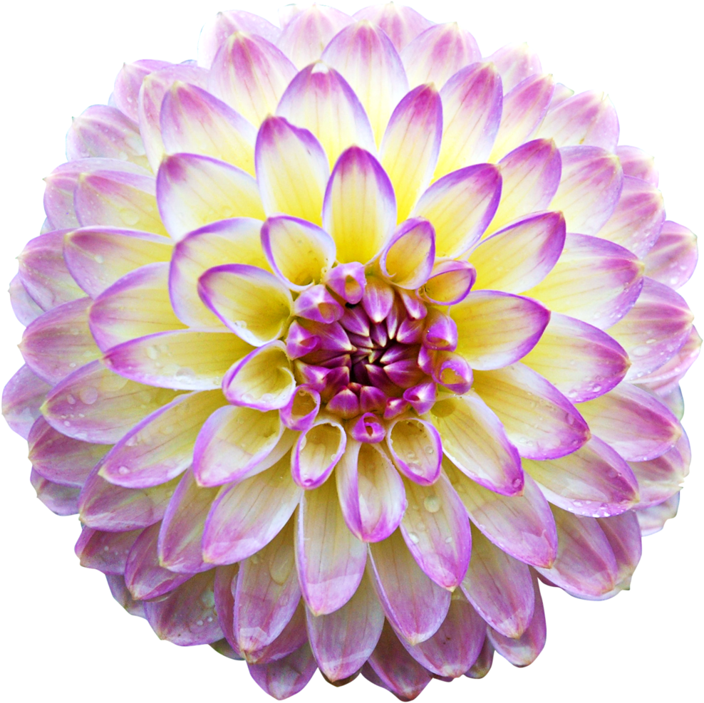 Фотки Flores Rosas, Momentos Preciosos, Imagenes Gif, - Flower Transparent Animated (1024x1023), Png Download