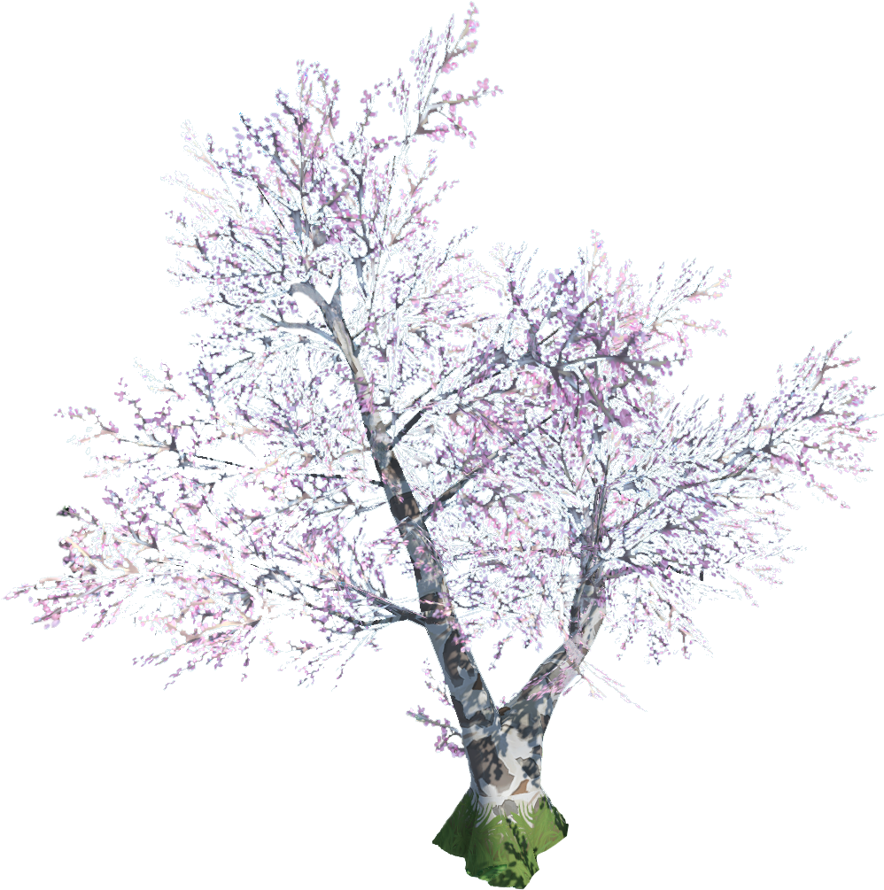 Cherry Blossom - Canoe Birch (1037x1007), Png Download