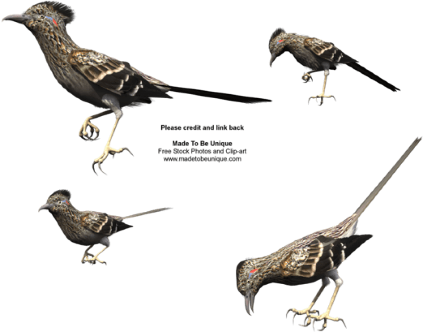 Free Png Download Roadrunner Bird Png Images Background - Butterfly (850x666), Png Download