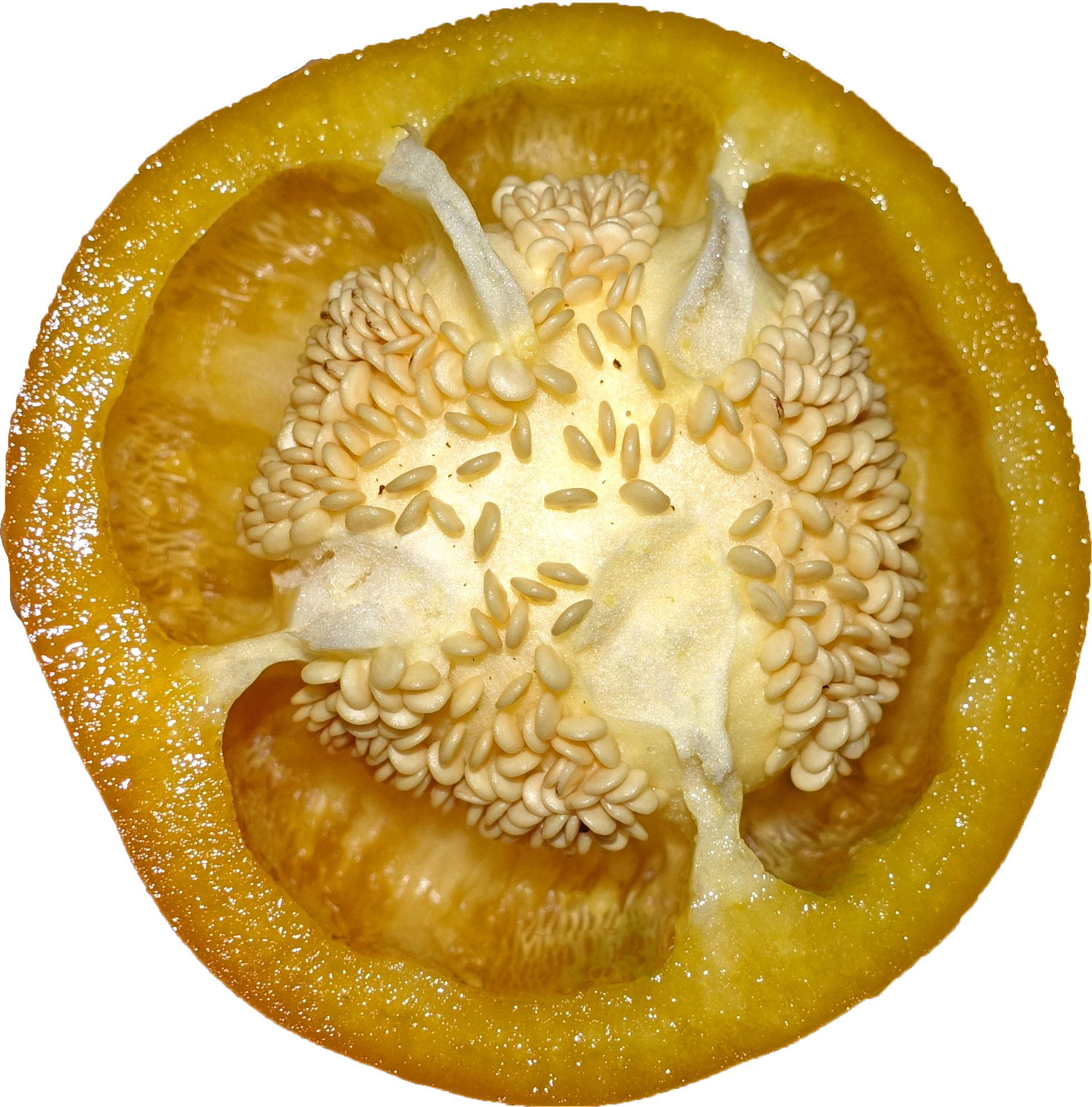 Bell Pepper - Peel (592x600), Png Download