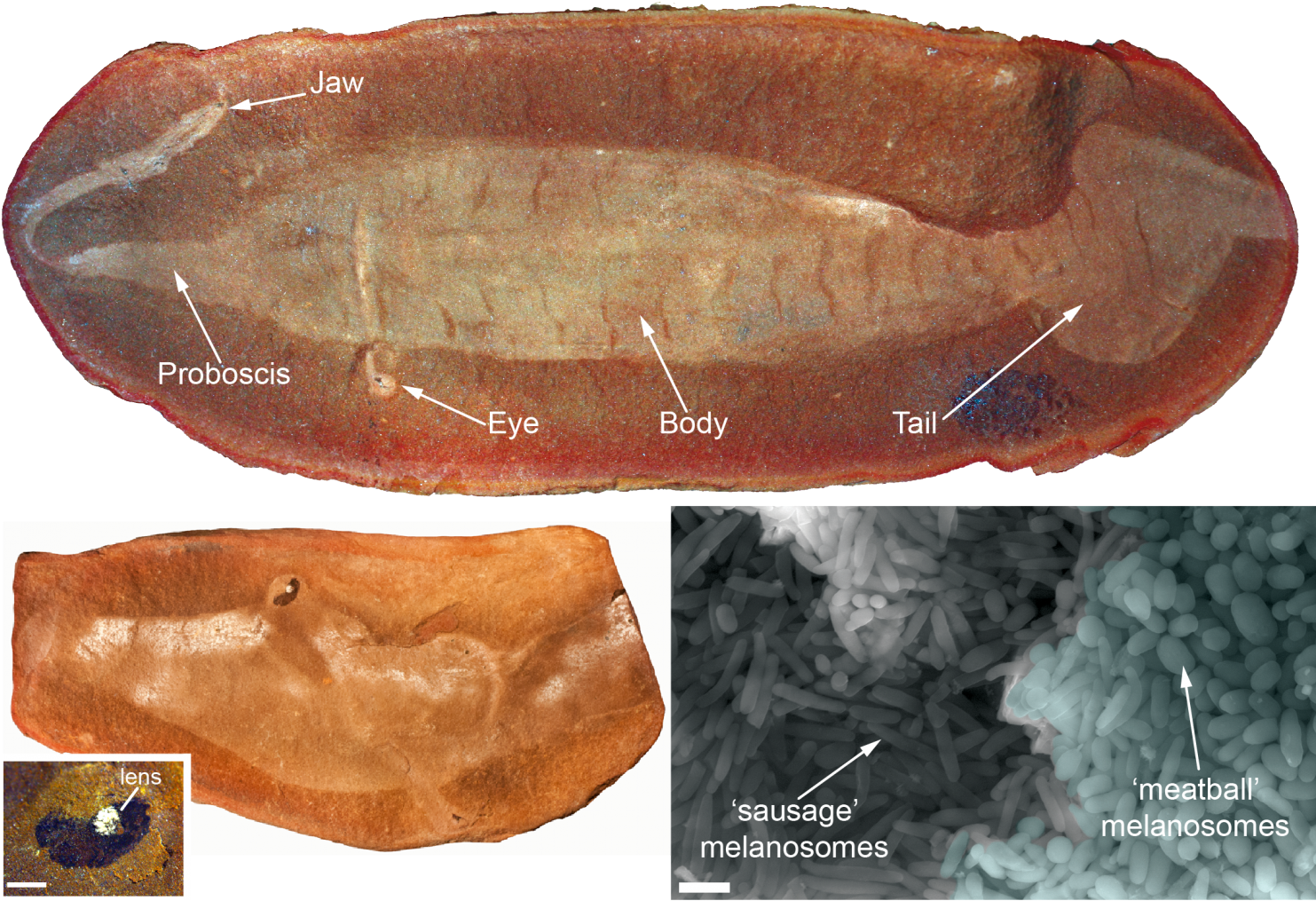 Image Of The 'tully Monster' Fossil And 'meatball' - Tully Monster Fossil (1500x1045), Png Download