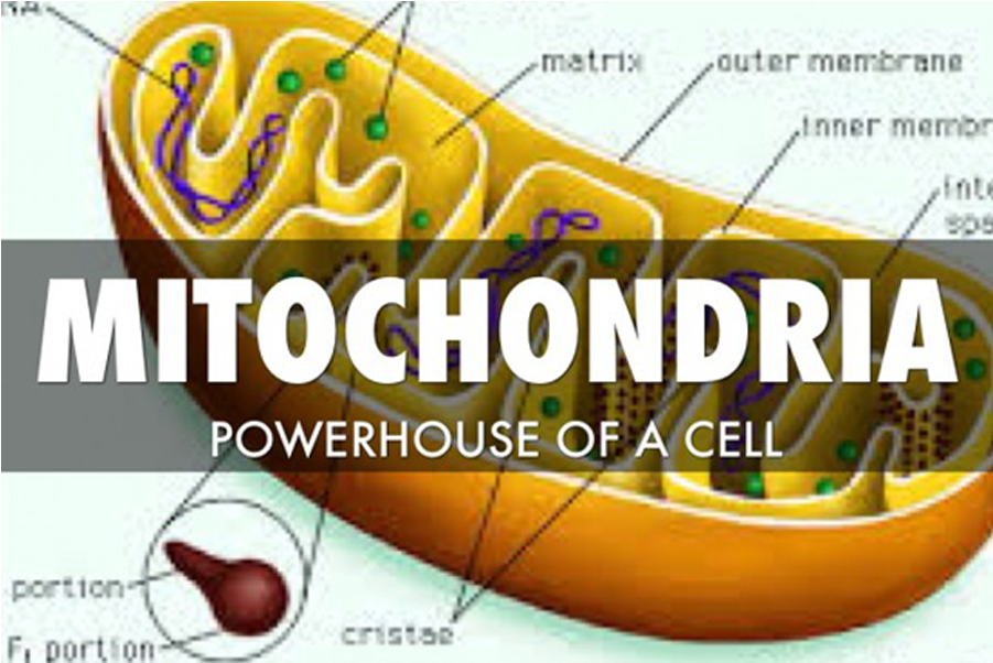 Why Am I So Tired Your Mighty Mitochondria - Boat (1200x630), Png Download