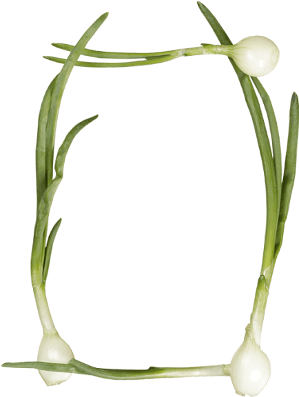 Green Onions Font - Hierochloe (595x595), Png Download