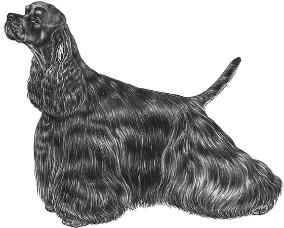 American Cocker Spaniel - Amerikansk Cocker Spaniel Svart (800x800), Png Download