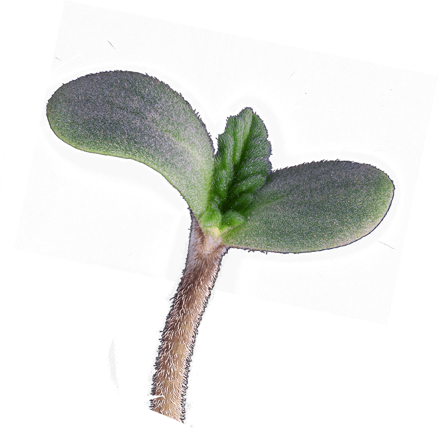 T - H - Seeds Seedling - Twinflower (863x844), Png Download