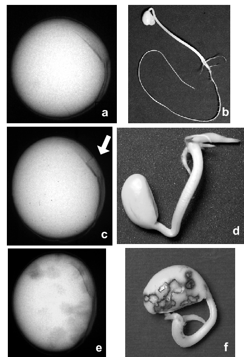 Soybean Seed Images Obtained By X-ray Test And Related - X Ray Seed Test (497x727), Png Download