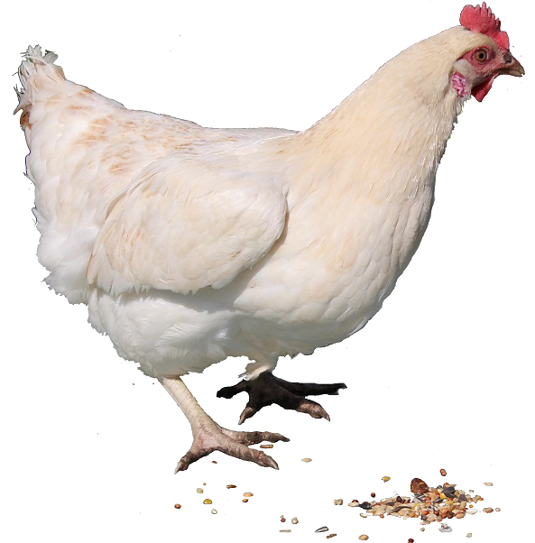 Hen Free Png Image - Live Chicken Png (600x617), Png Download