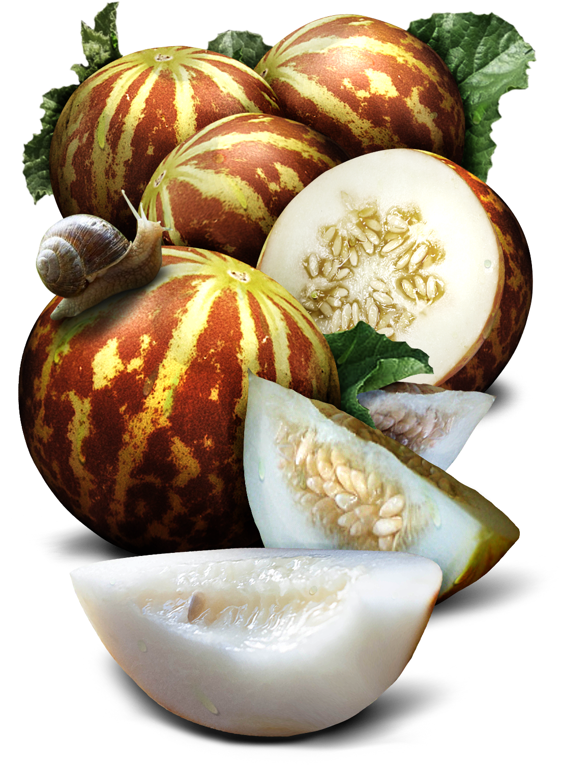 Tigger Melon Seeds For Planting (1119x1507), Png Download