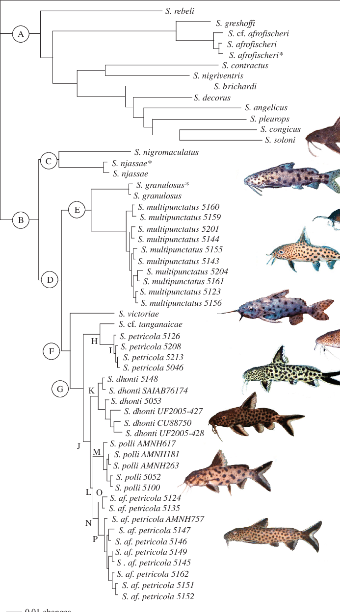 Bi Tree Of Synodontis Catfish - Synodontis (693x1249), Png Download