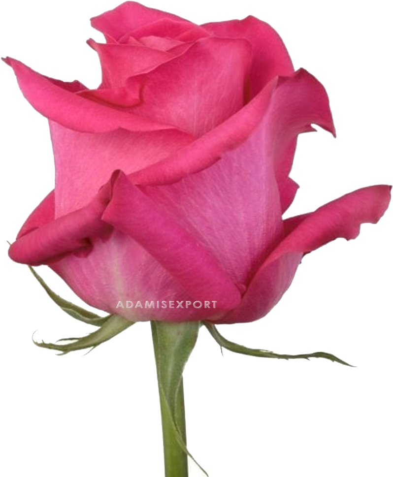 Pink Floyd Rose - Garden Roses (1000x1000), Png Download
