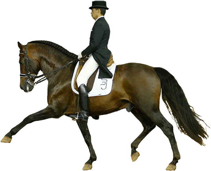 Este Nivel De La Prueba Exige La Mayor Habilidad Y - Stallion (700x582), Png Download