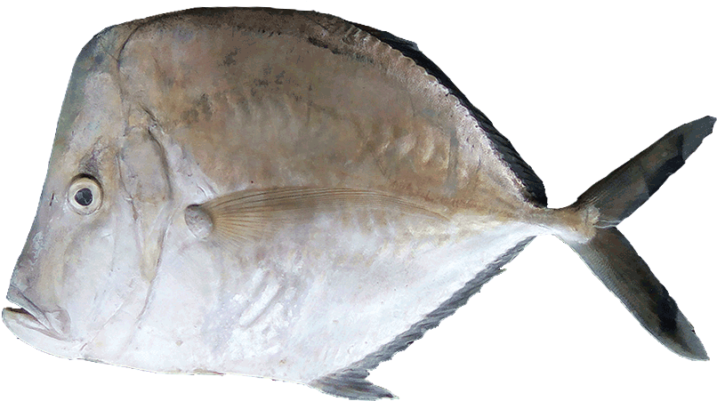 Cara E Caballo - Hairfinned Silverfish (1000x600), Png Download