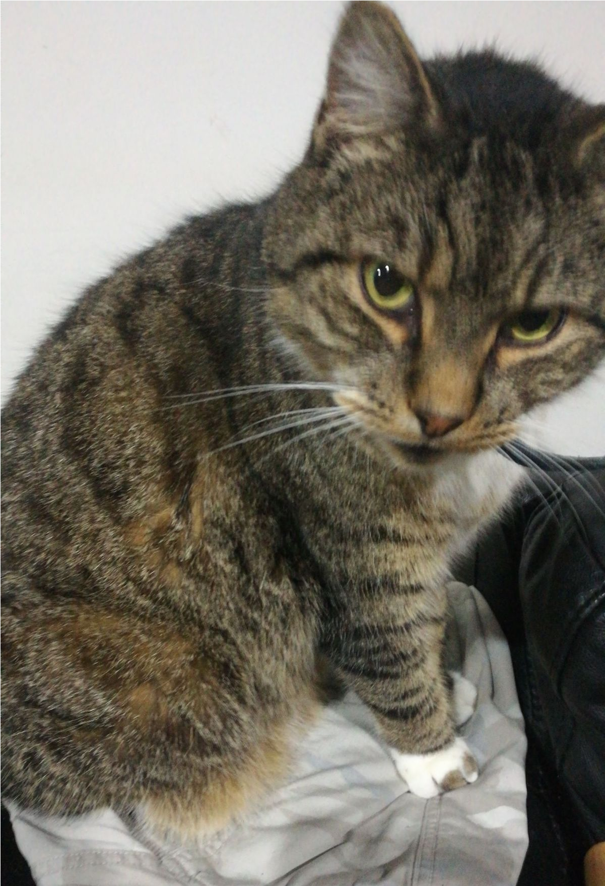 Sightings - Domestic Short-haired Cat (1757x1757), Png Download