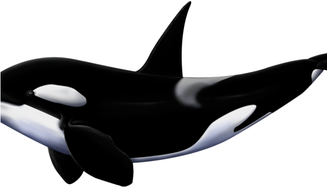 Orca Clipart White Background - Orcas Png (640x480), Png Download