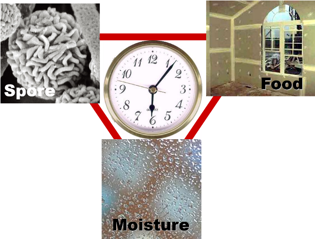What Causes Mold To Grow - Quartz Clock (663x499), Png Download