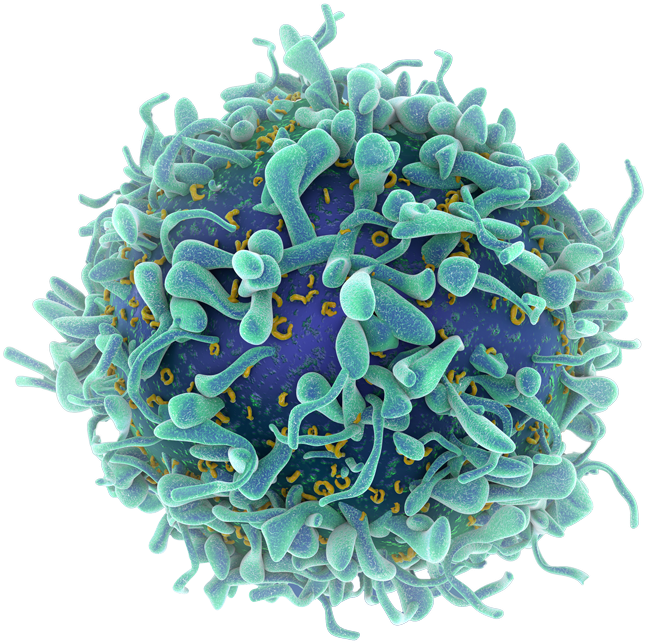 T-cell - Cientificos Logran Medir La Velocidad De La Muerte (650x650), Png Download