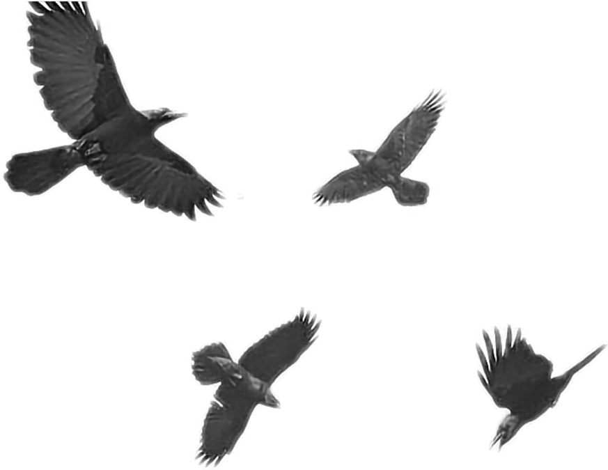 Download Crows Sticker Black Raven Full Size Png Image Pngkit