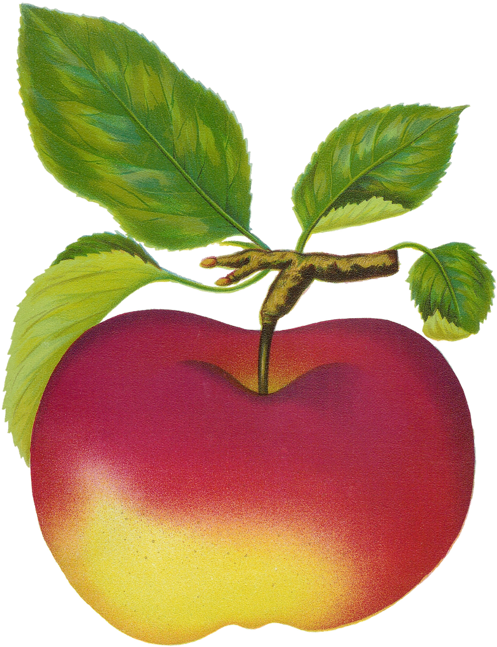 Mac Clipart - Fruit Clip Art (1193x1600), Png Download