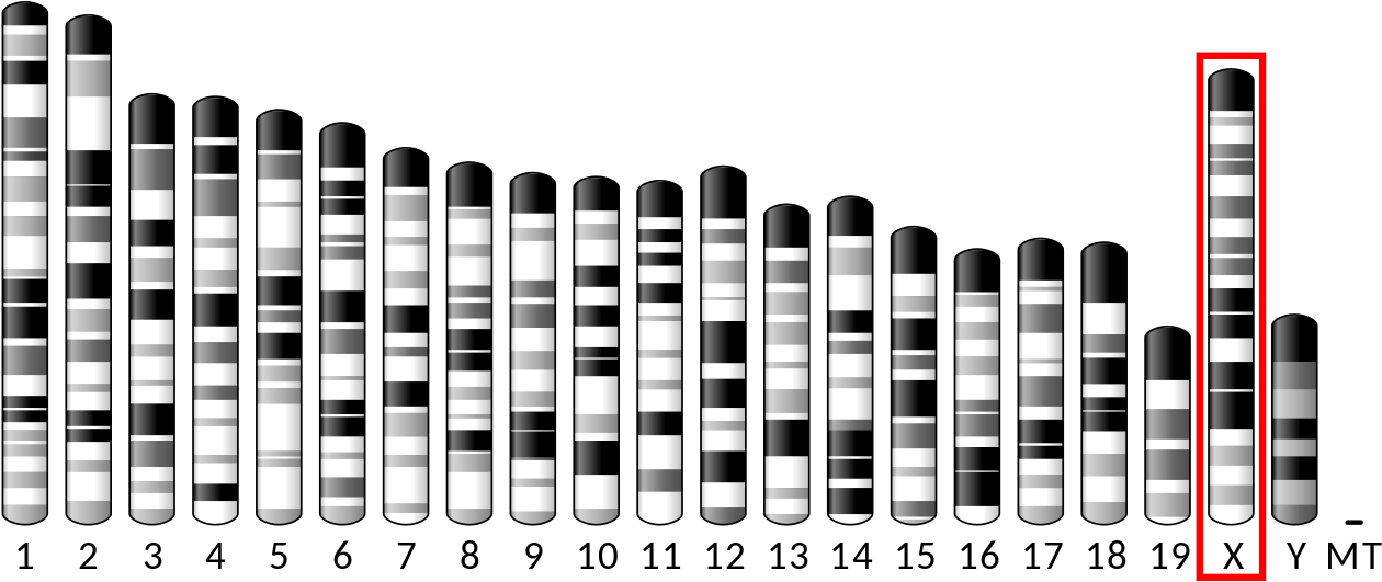 Ideogram House Mouse Chromosome X - Chromosome 15 (1280x545), Png Download