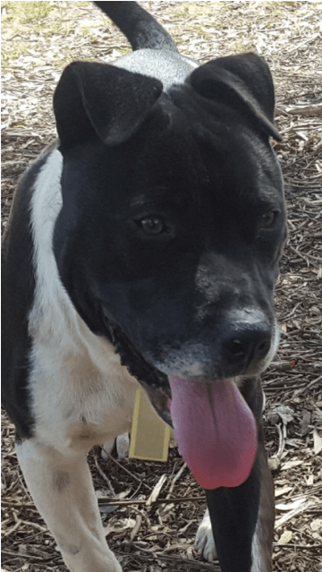 Photo Of Mac - Staffordshire Bull Terrier (638x638), Png Download