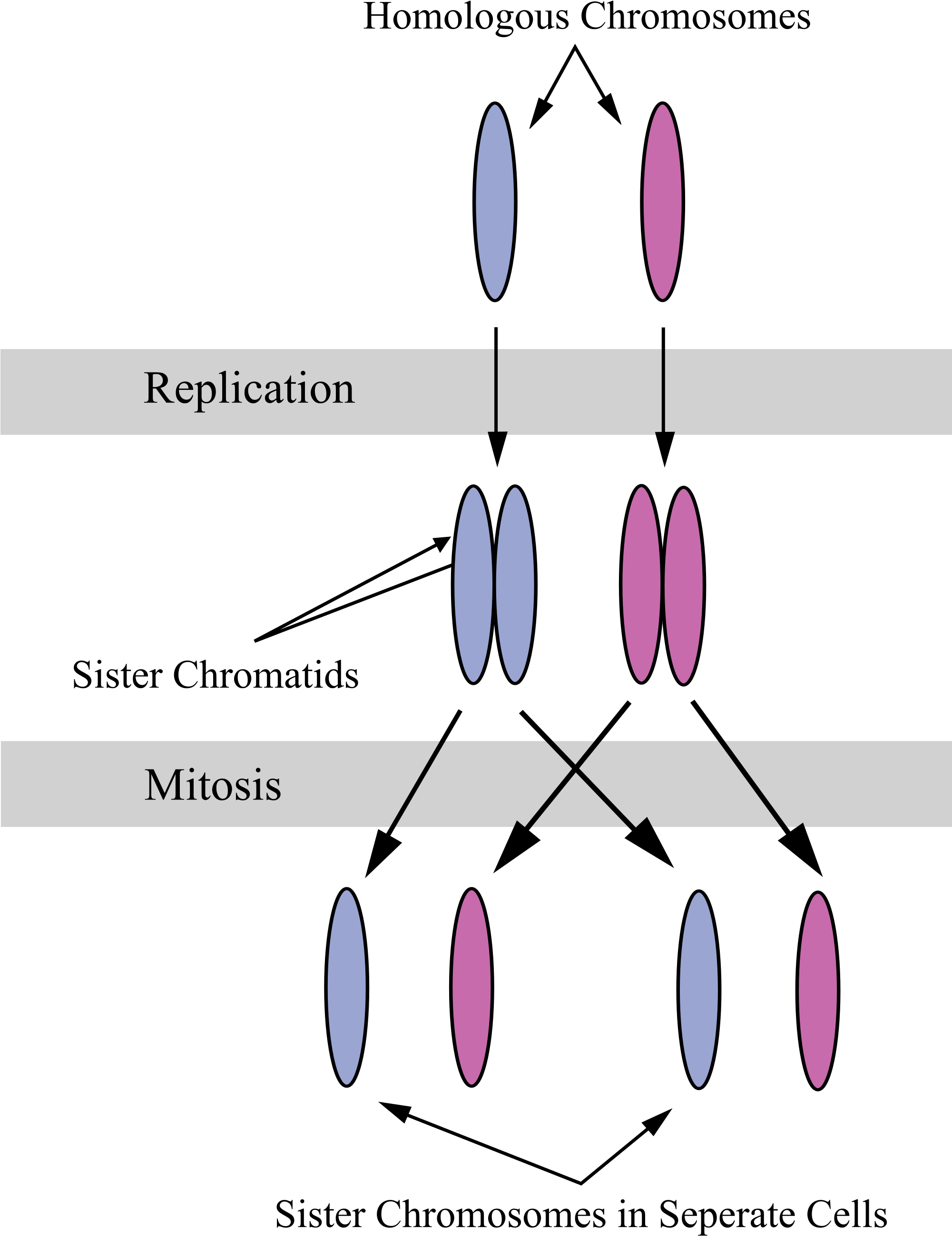 Sister Chromatids (2000x2667), Png Download