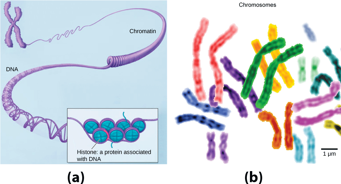 In This Illustration, Dna Tightly Coiled Into Two Thick - Fragile X Syndrome (1168x645), Png Download
