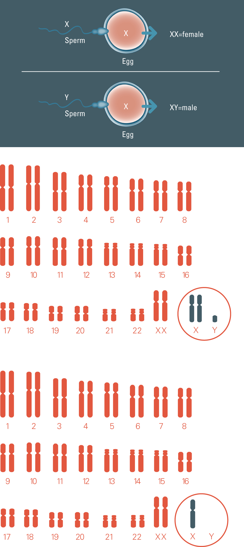 Chromosome Conditions Chromosome Conditions - 転 座 型 ダウン症 (975x2186), Png Download