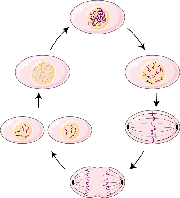 Genetics - Chromosome - Circle (580x638), Png Download
