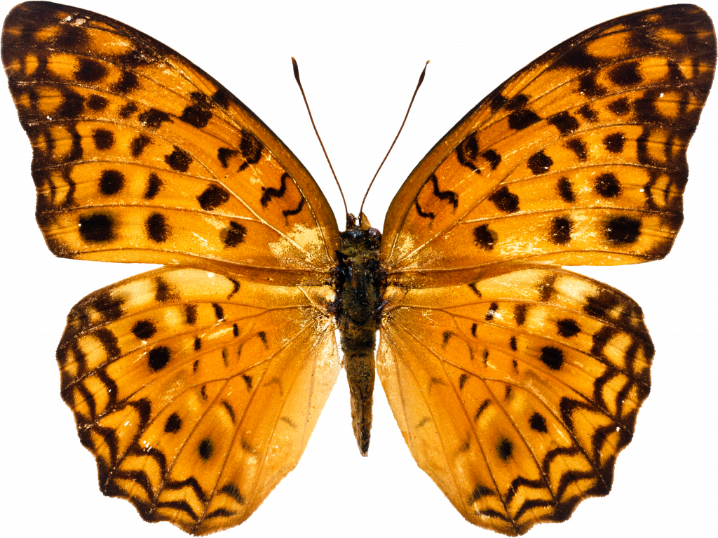Exclusive Free Images Butterfly Innovative Png Image - Butterfly Image Free Download (1024x767), Png Download