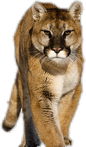 Cougar Clipart University Houston - Cougar Transparent (640x480), Png Download