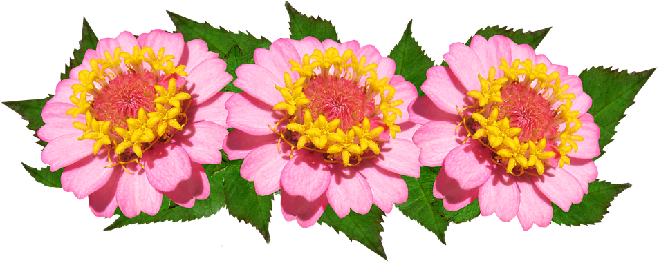 Flowers, Arrangement, Pink, Floral - Common Zinnia (960x388), Png Download